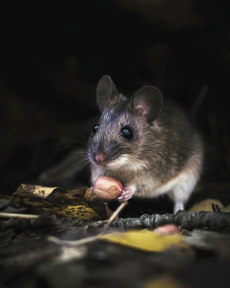 ФОТО: Серая мышка 9