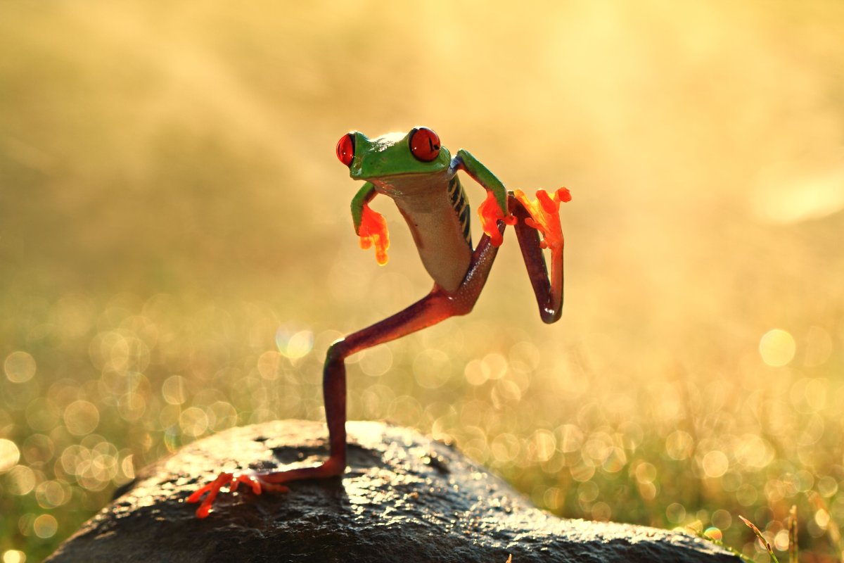 ФОТО: Танцующая лягушка 7