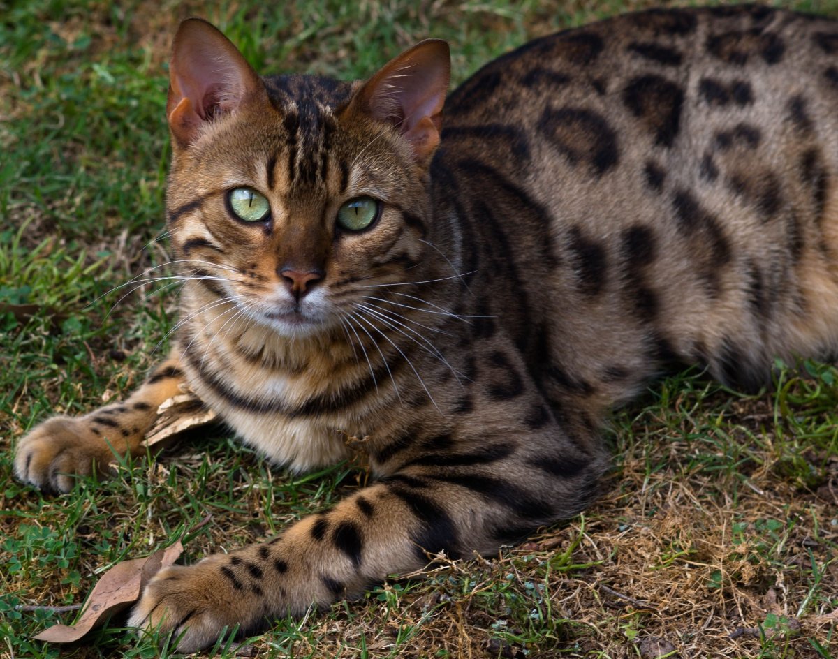 ФОТО: Кошка леопардового окраса 4