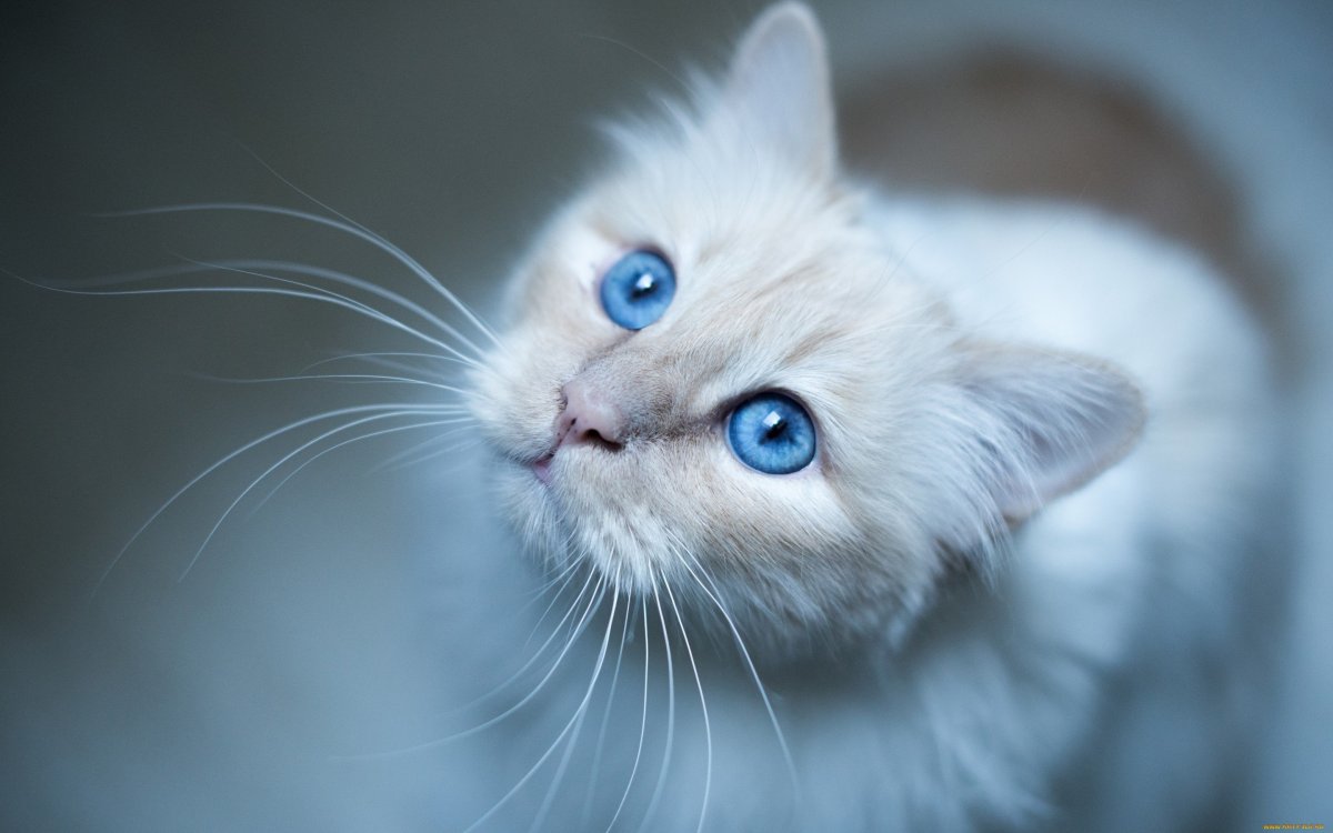 ФОТО: Голубой кот 8