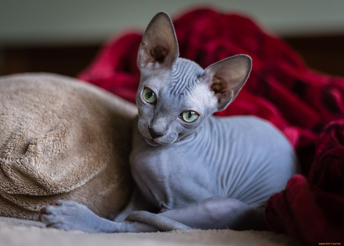 ФОТО: Лысая кошка сфинкс 3