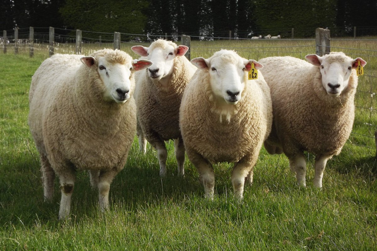 ФОТО: Белтекс овцы 7