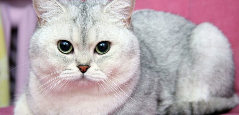 ФОТО: Шиншилла британская кошка