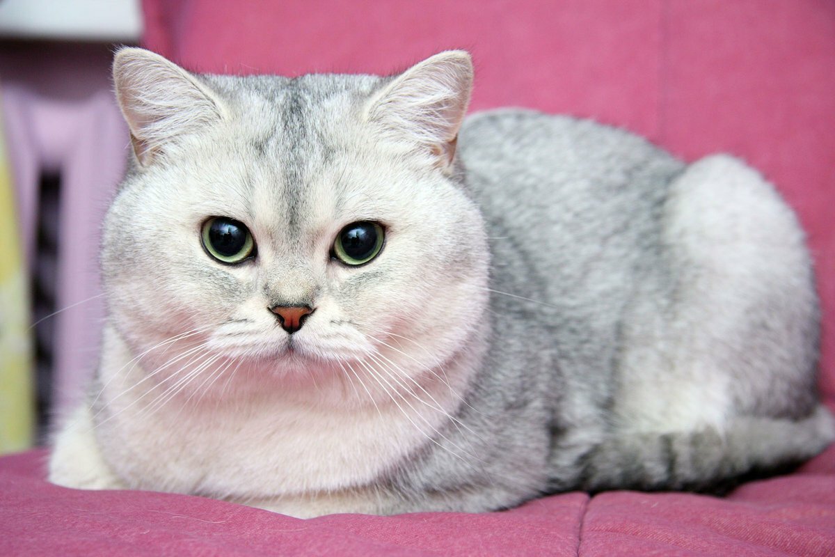 ФОТО: Шиншилла британская кошка 1
