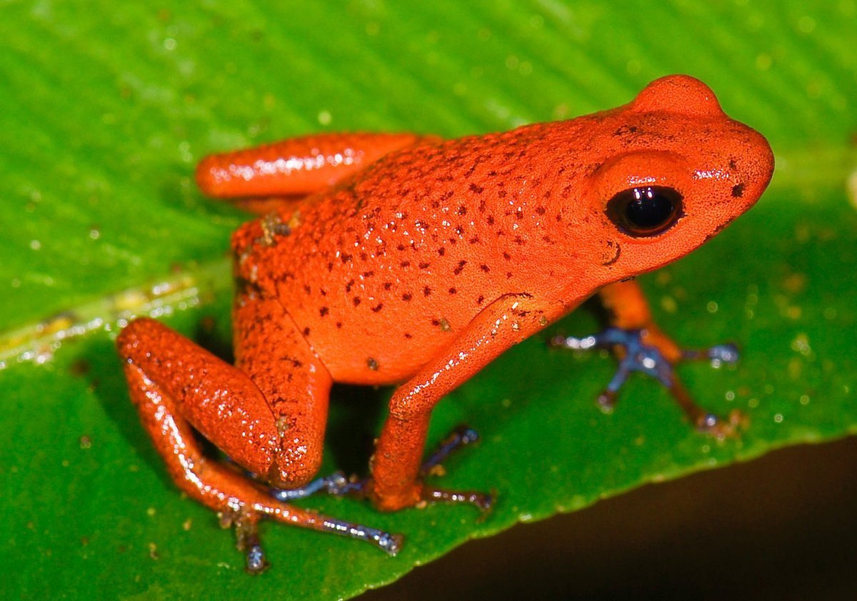 ФОТО: Оранжевая жаба 6