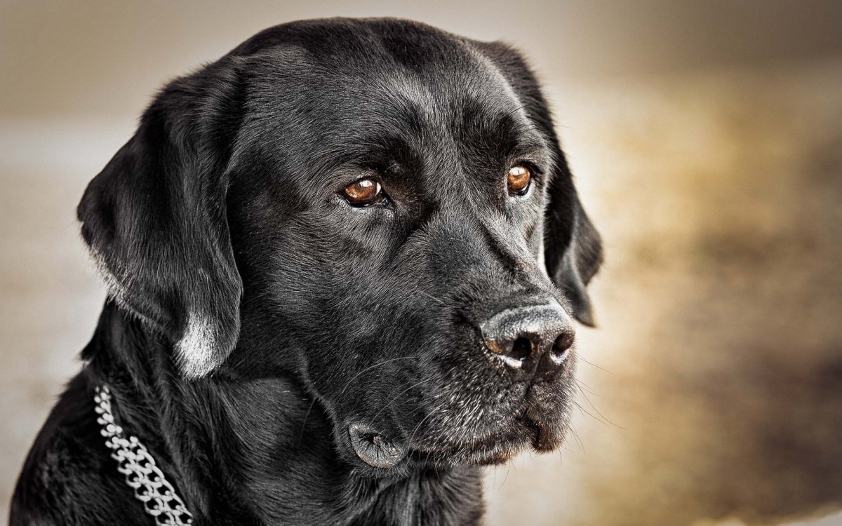 ФОТО: Большая черная собака 2