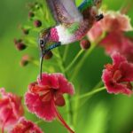 Бабочка Колибри - на фото 16