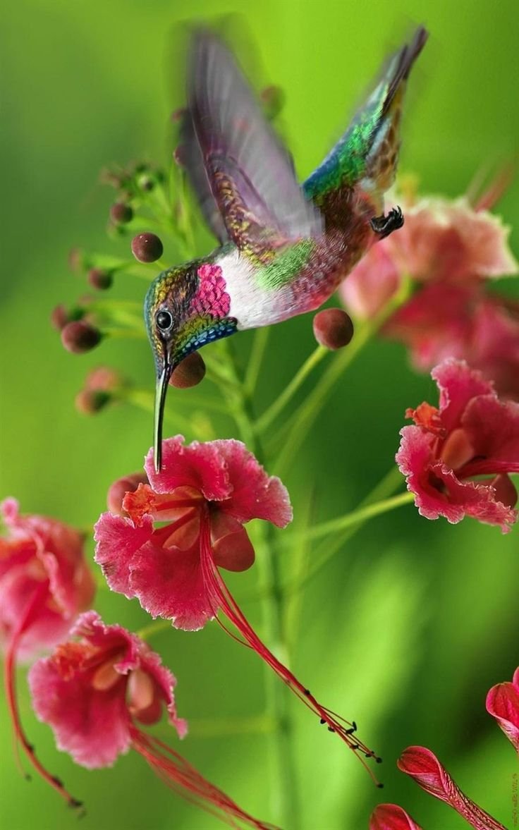 ФОТО: Бабочка Колибри 1
