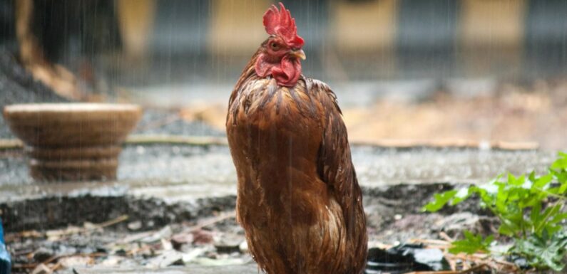 ФОТО: Мокрая курица