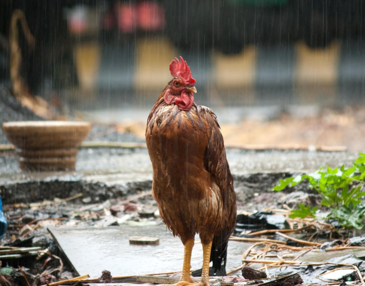 ФОТО: Мокрая курица 1