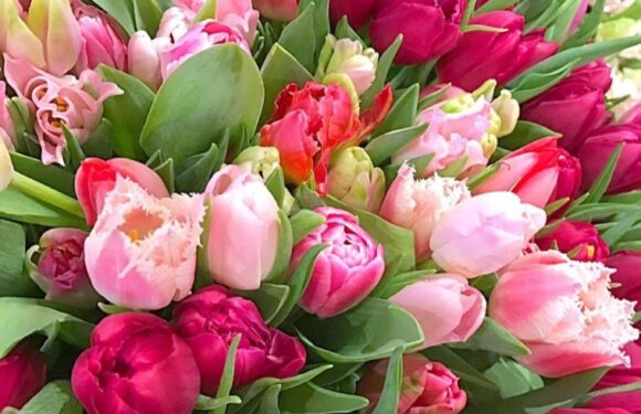 Живые тюльпаны в букетах (59 фото)