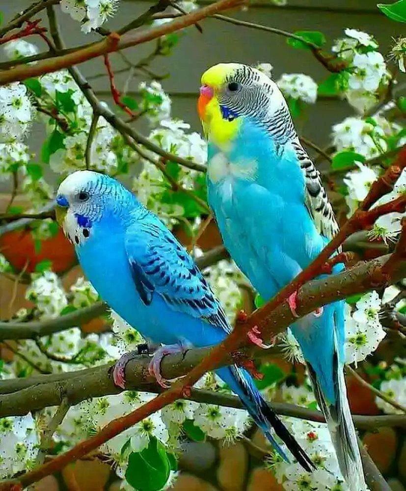 ФОТО: Волнистый попугай 10