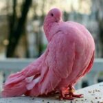Розовый голубь 25