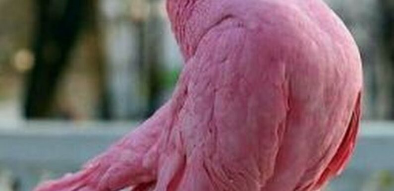 ФОТО: Розовый голубь