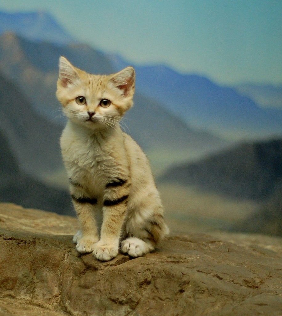 ФОТО: Пустынная кошка 6