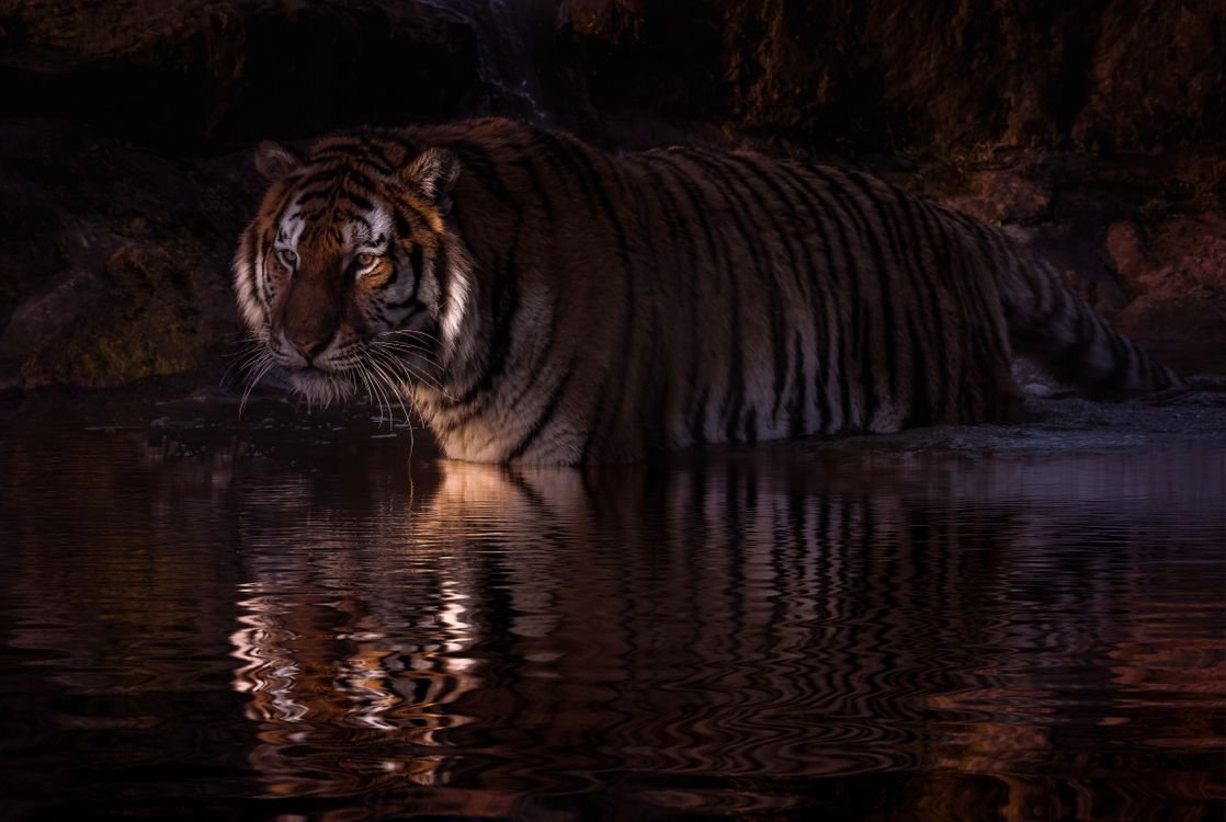 ФОТО: Черный водяной тигр 10
