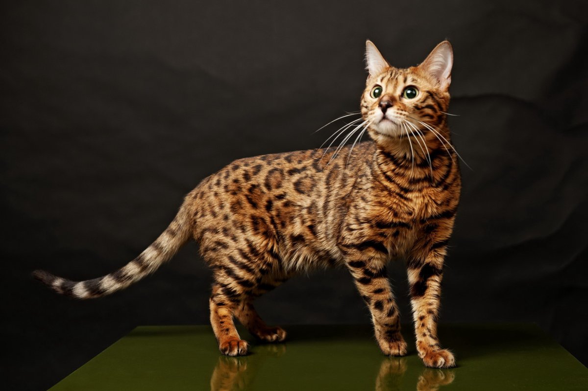 ФОТО: Кошка леопардового окраса 8