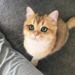 Породы кошек - интересные фотографии 30