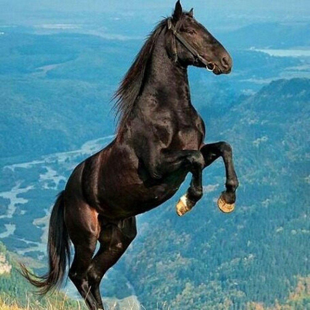 ФОТО: Карачаевская лошадь 3