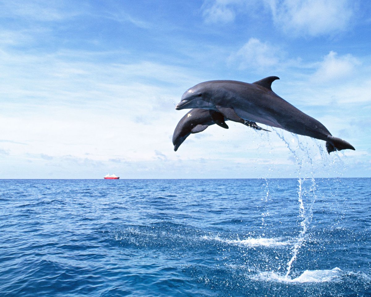 ФОТО: Дельфины черного моря 5