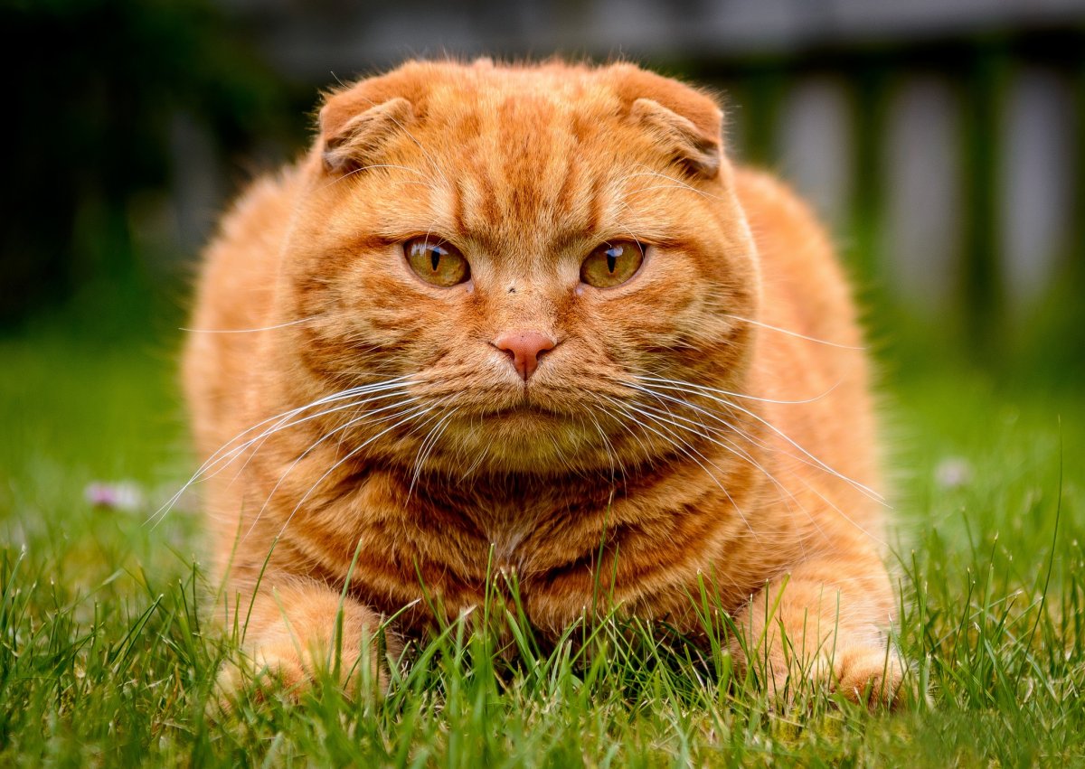 ФОТО: Рыжий вислоухий кот 3