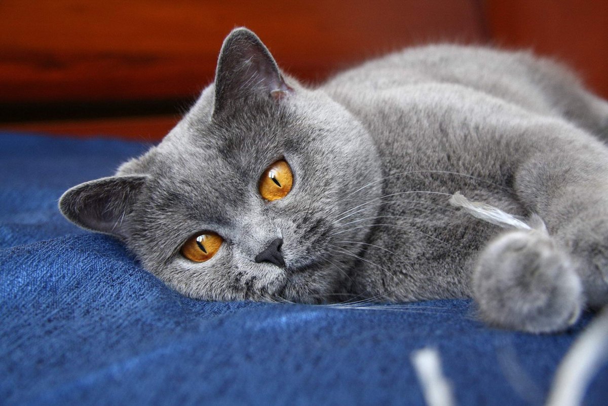 ФОТО: Британская короткошерстная кошка 3