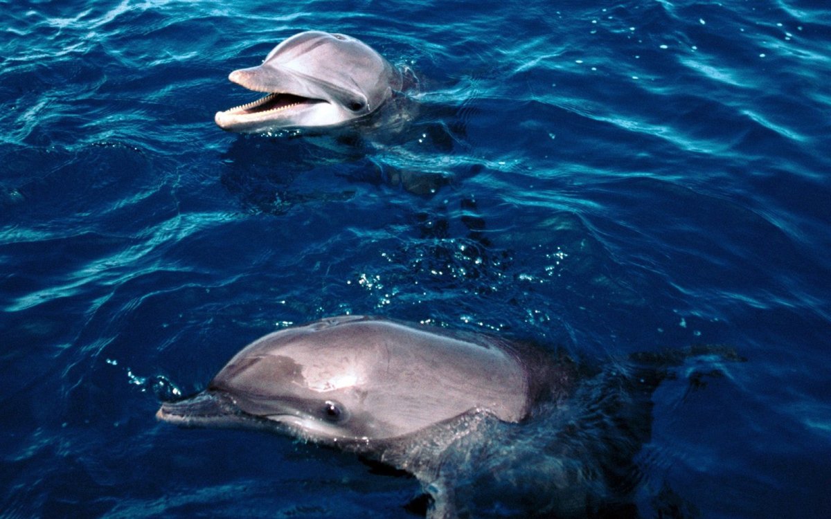 ФОТО: Бутылконосый Дельфин 10