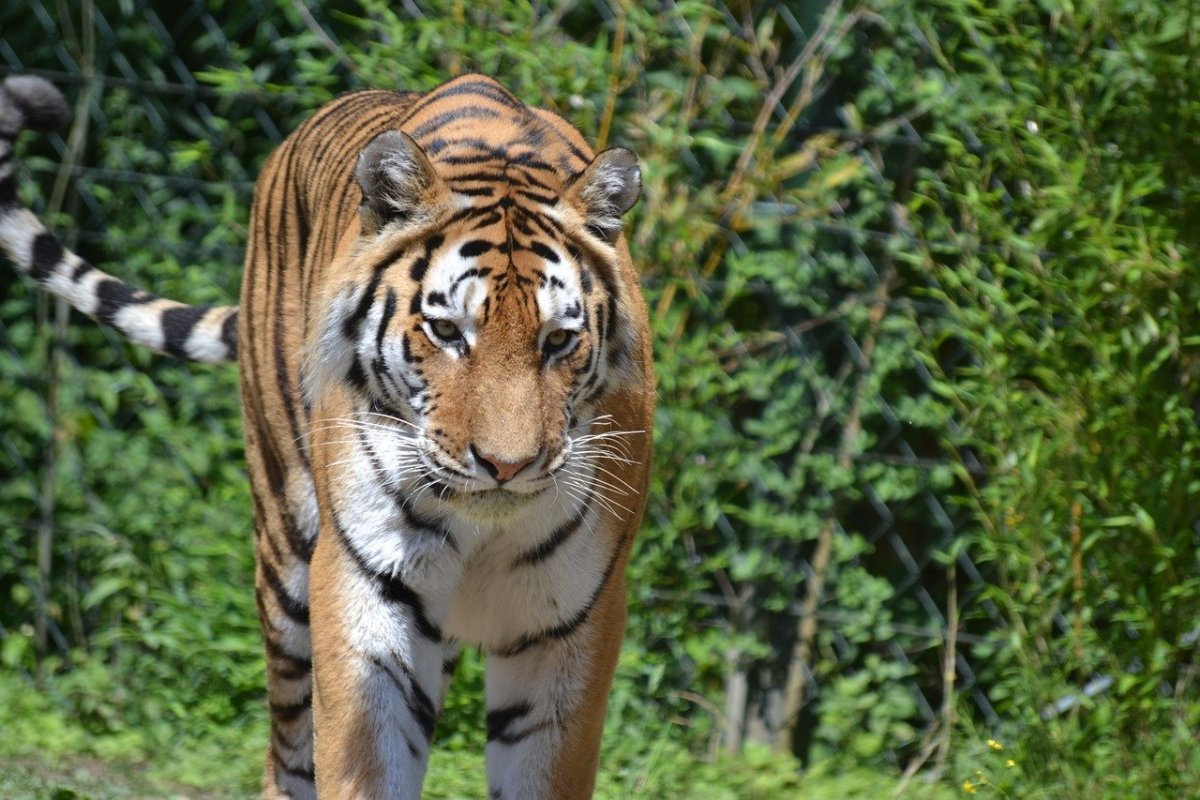 ФОТО: Мазандаранский тигр 10