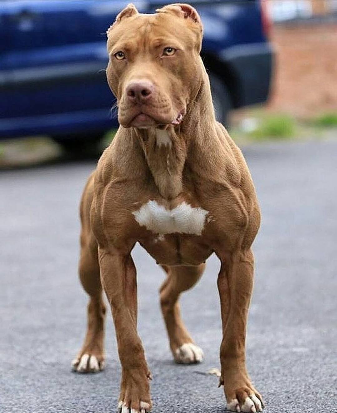 Самая накаченная собака в мире (ФОТО) 6