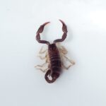 ФОТО: Скорпион в винограде 1
