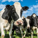ФОТО: Черно пестрая порода коров 32 крутые тачки