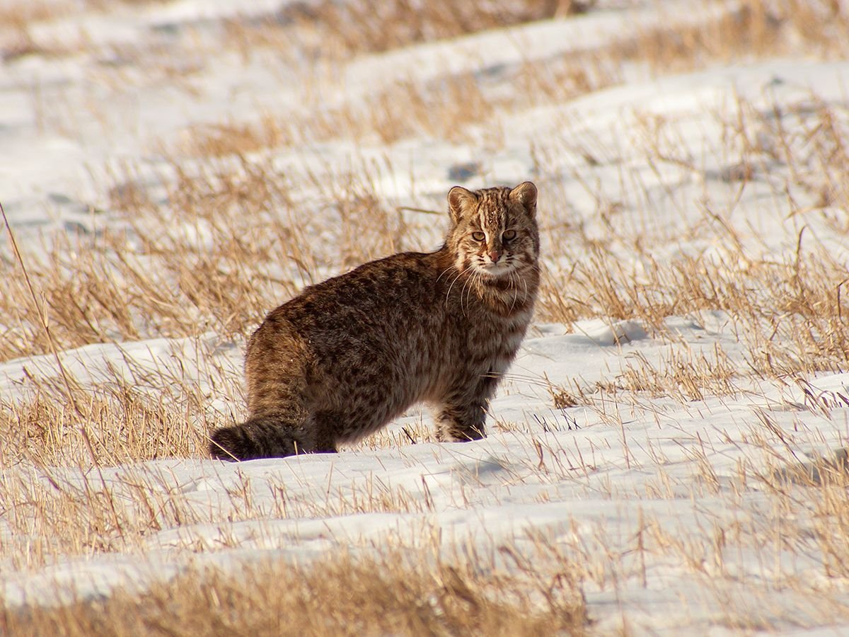 ФОТО: Амурский лесной кот 10