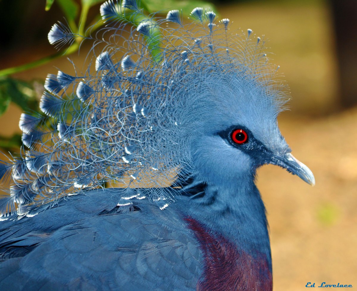 ФОТО: Венценосный голубь 3
