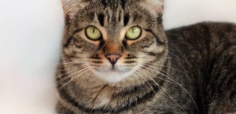ФОТО: Европейская короткошерстная кошка