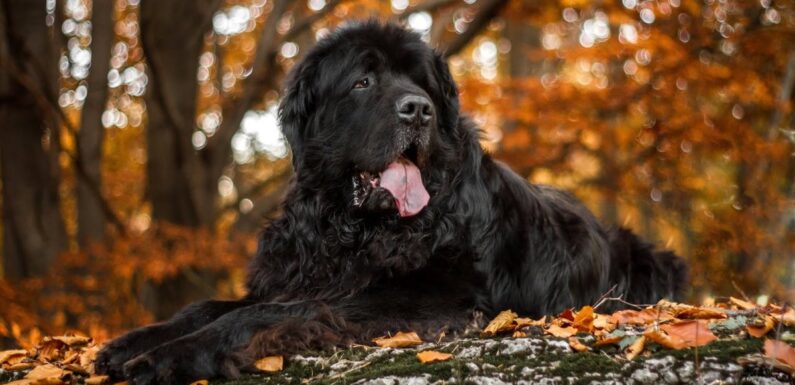 ФОТО: Большая черная собака