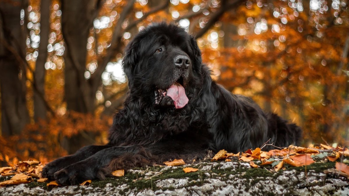 ФОТО: Большая черная собака 1
