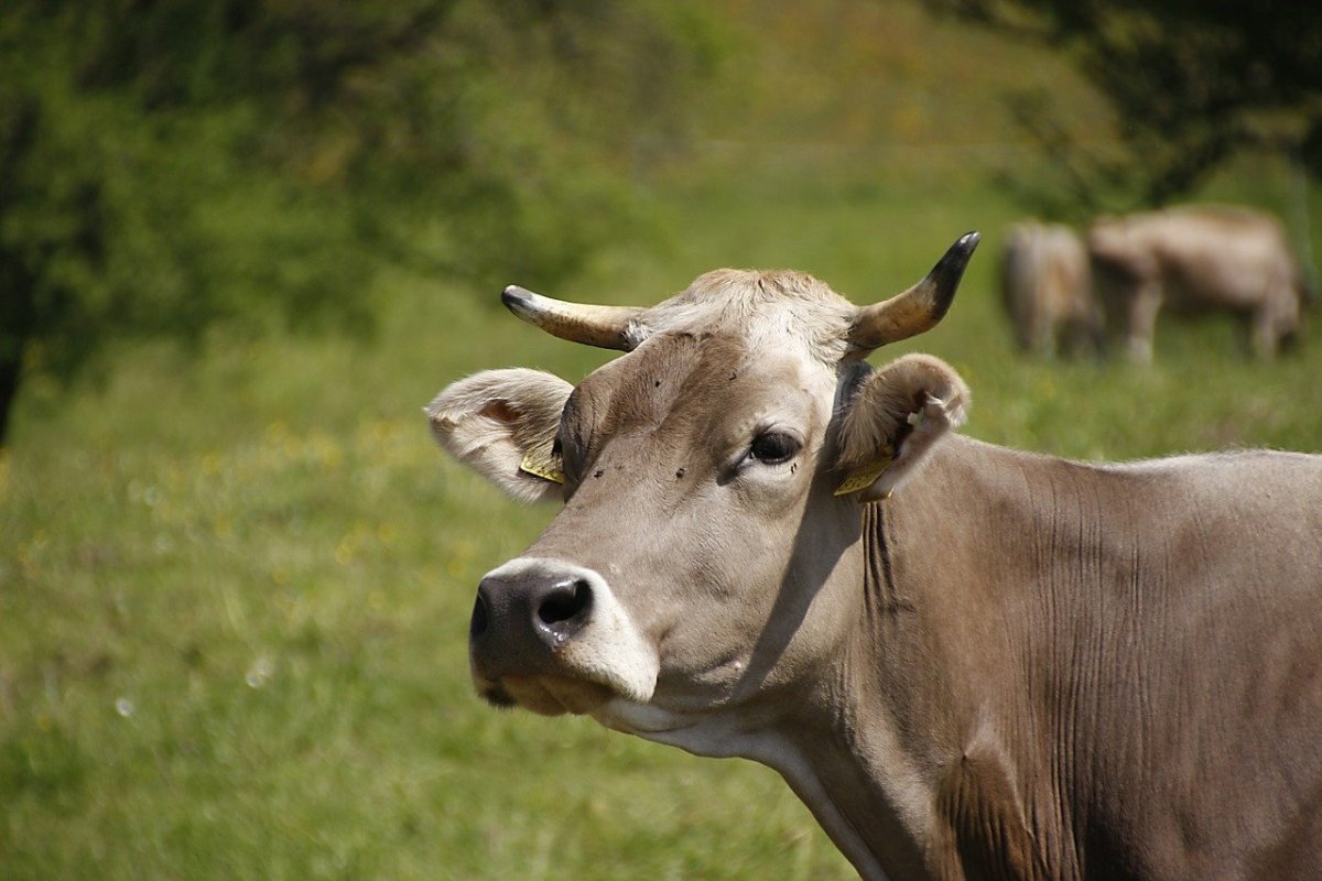 ФОТО: Костромская порода коров 3