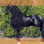 ФОТО: Самая дорогая порода лошадей 21 Ariel Winter