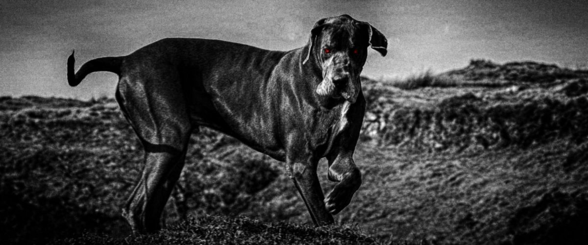 ФОТО: Собака Баскервилей 9
