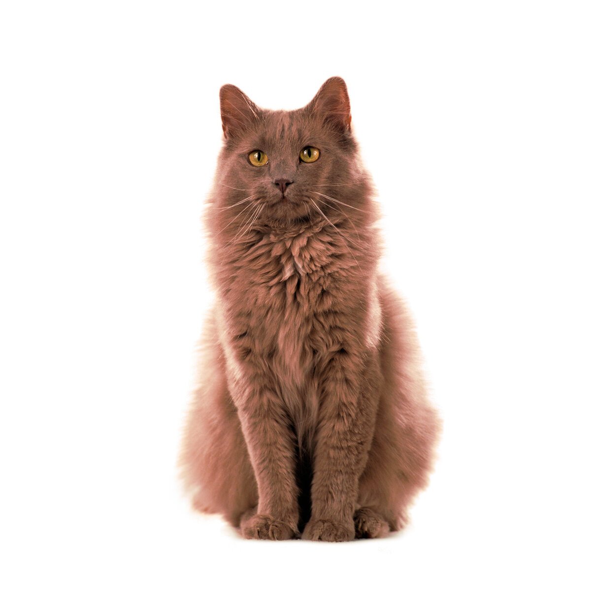 ФОТО: Йоркская шоколадная кошка 2