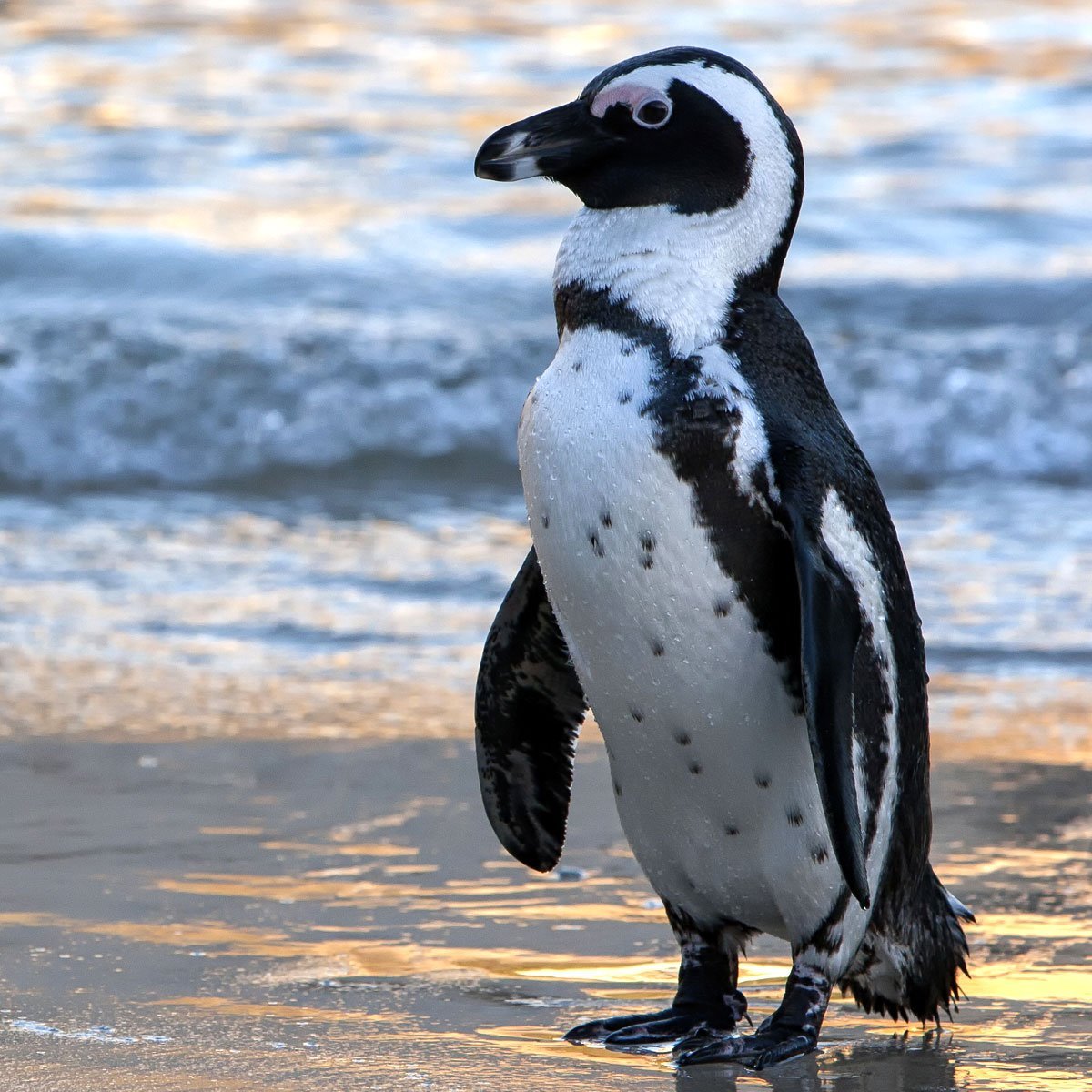 ФОТО: Очковый Пингвин 6