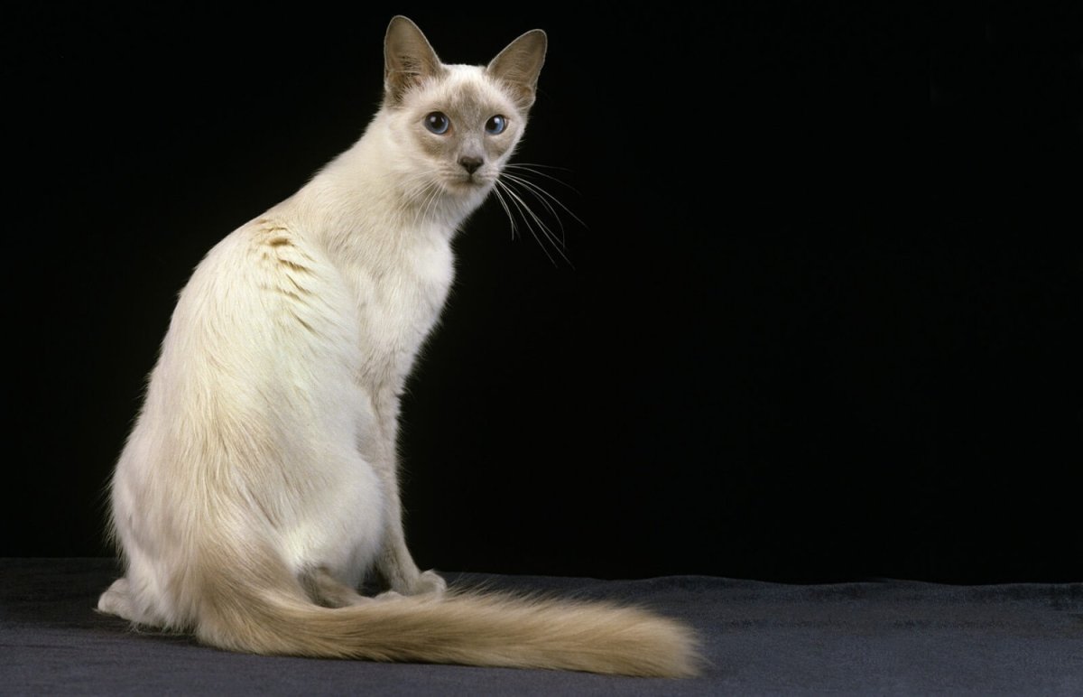 ФОТО: Ориентальная длинношерстная кошка 9