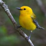 Желтая птичка - фоточки 25