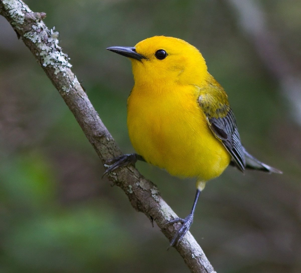 ФОТО: Желтая птичка 1