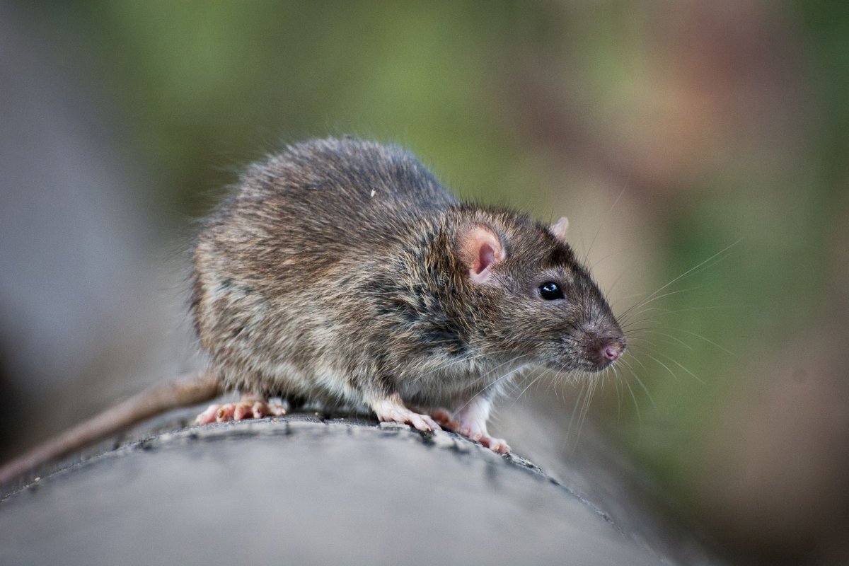 ФОТО: Серая крыса 7