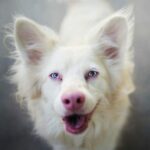 ФОТО: Альбинизм у собак 25