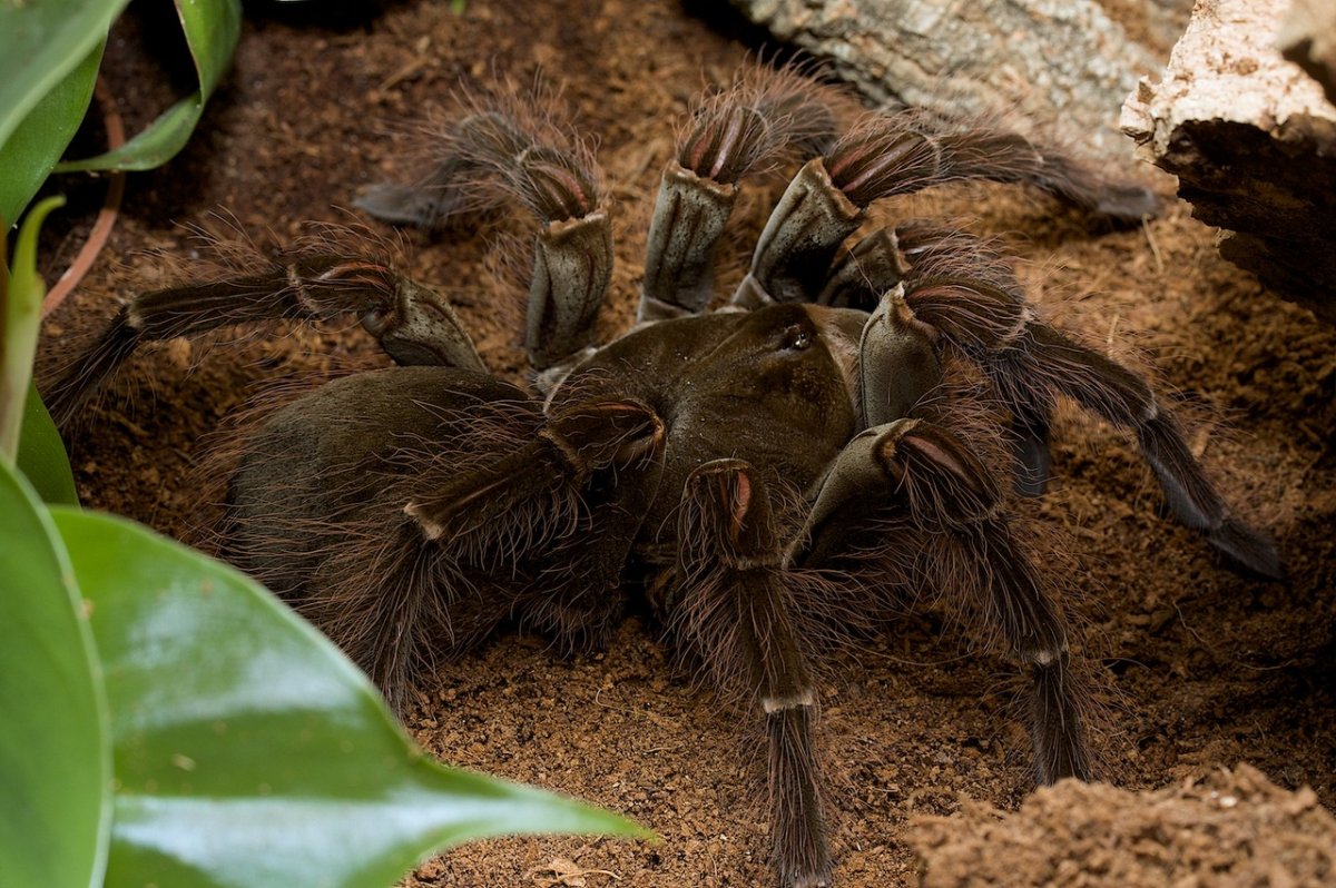 ФОТО: Самый большой паук в мире 8