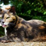 Красивая кошка черепаховая - яркие фото 21