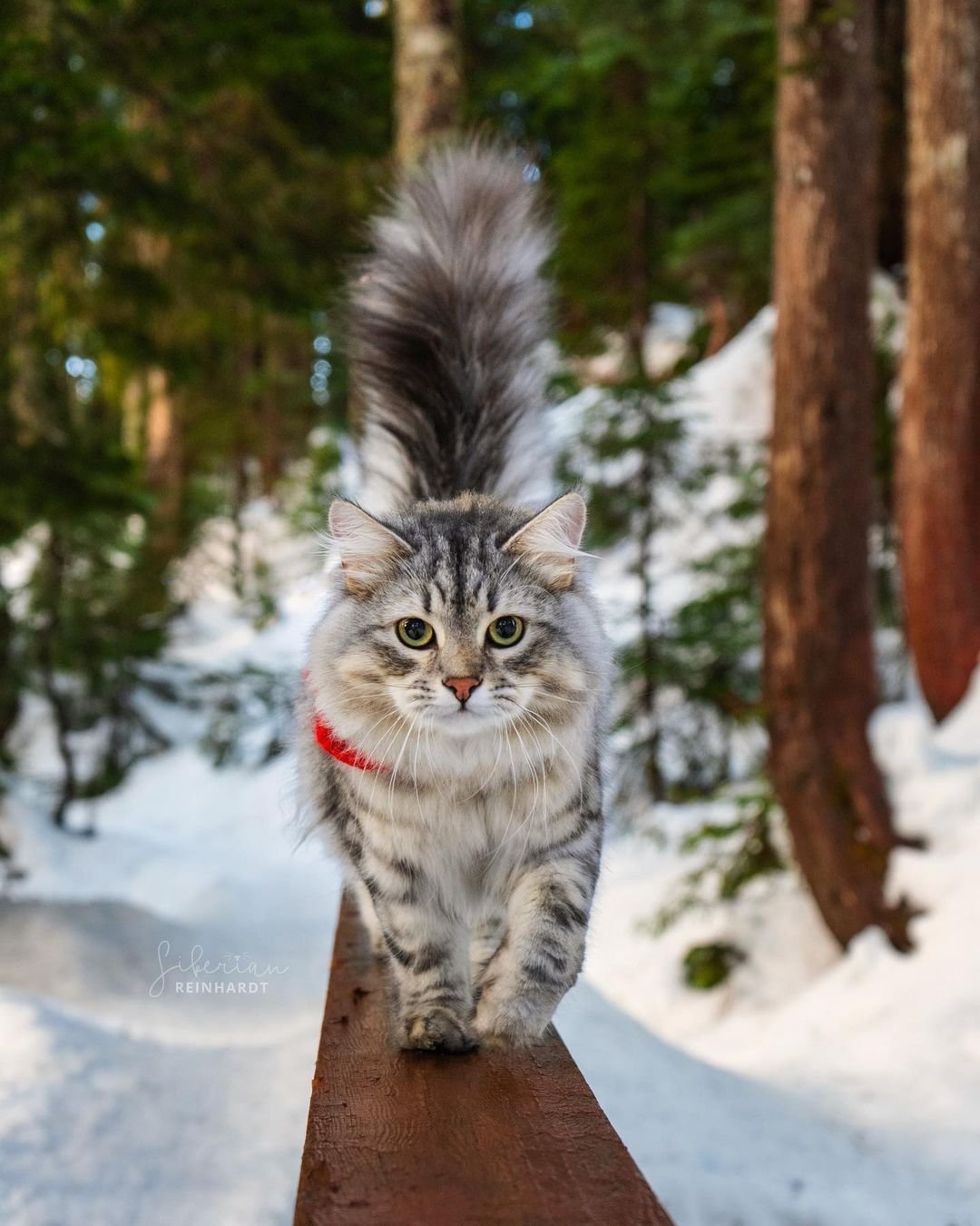 ФОТО: Сибирская кошка 9