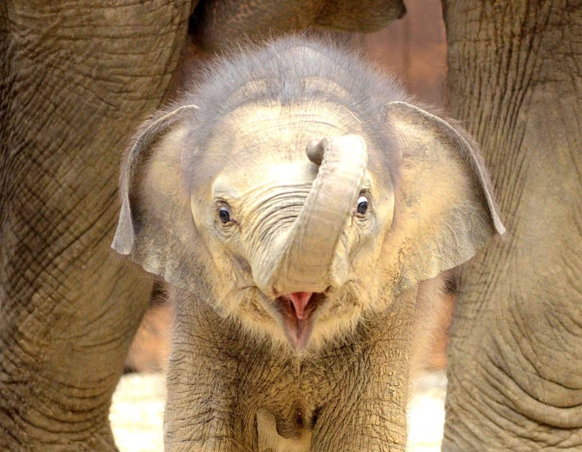 ФОТО: Довольный слон 7